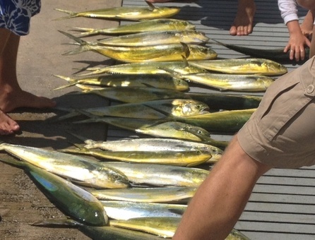 Best Charter boat fishing prices