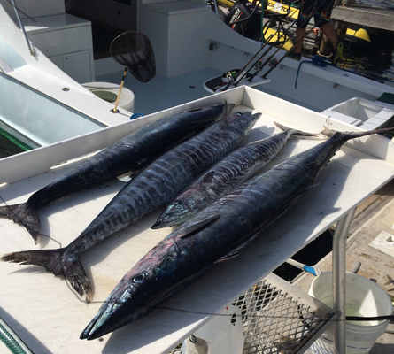 Wahoo fish are great fighters and this was a banner day
